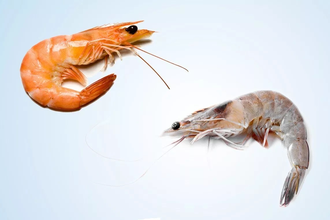 What Is the Difference between Shrimp & Prawns?