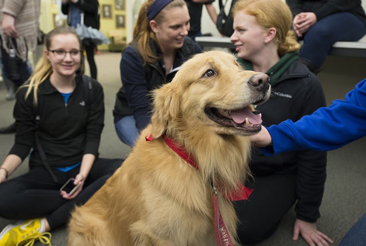 Can therapy dogs improve students’ performance?