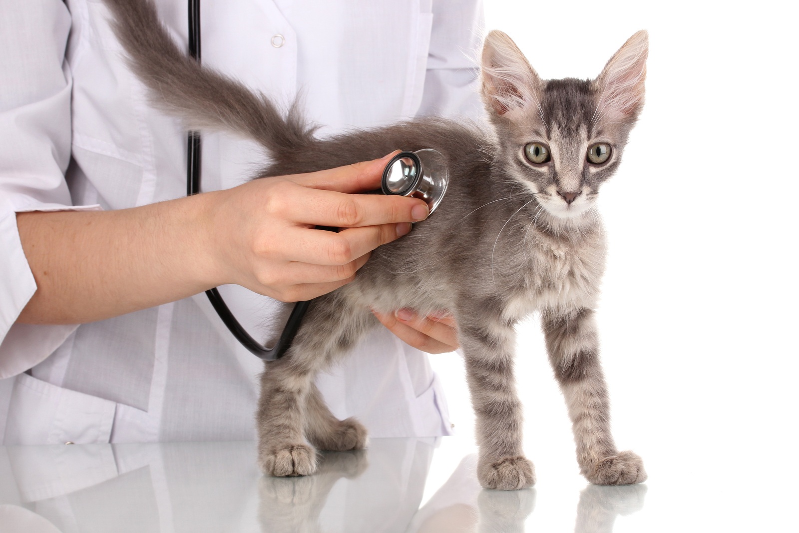 Need to Work with an Experienced Veterinary Attorney