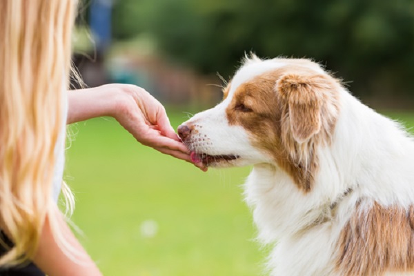 Benefits of choosing best to your dog: