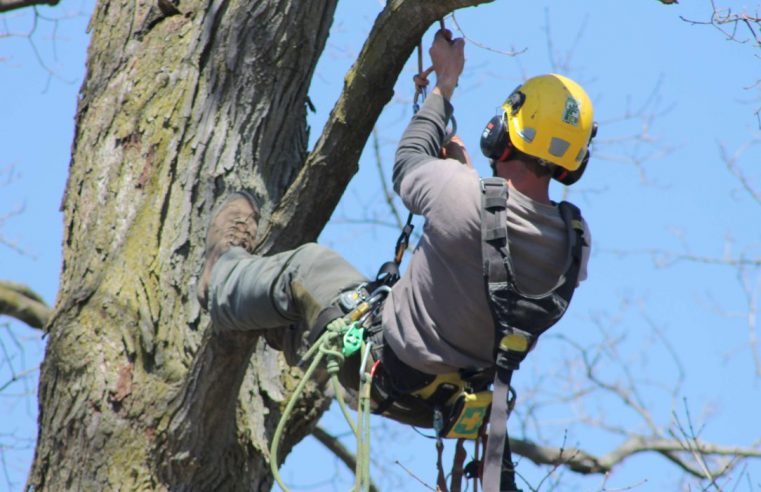 Looking For An Arborist? Consider These factors
