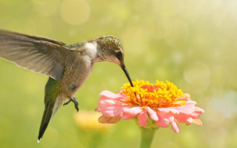 A Few Tips About Feeding Hummingbirds