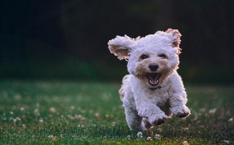 Bucket List: 5 Fun things to Do With Your Dog