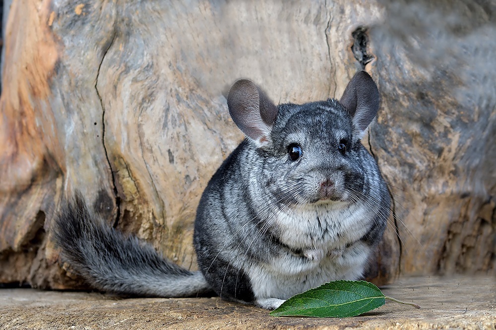 Is a Chinchilla the Right Pet for Me?