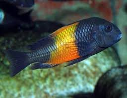 Greater Survival Options for the Cichlid Fish