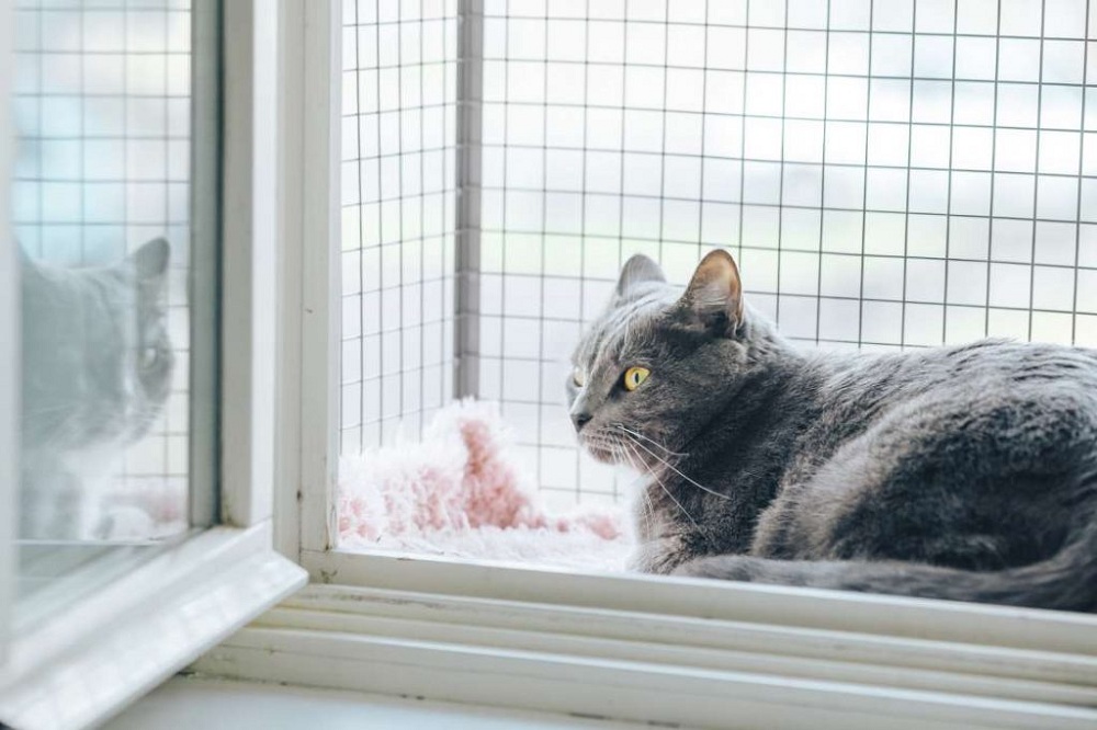 Do Outdoor Cat Enclosures Have Any Definite Importance for Your Cats?
