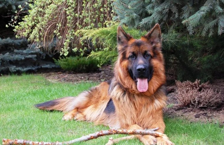 5 Things that make German Shepherds The Best Dogs