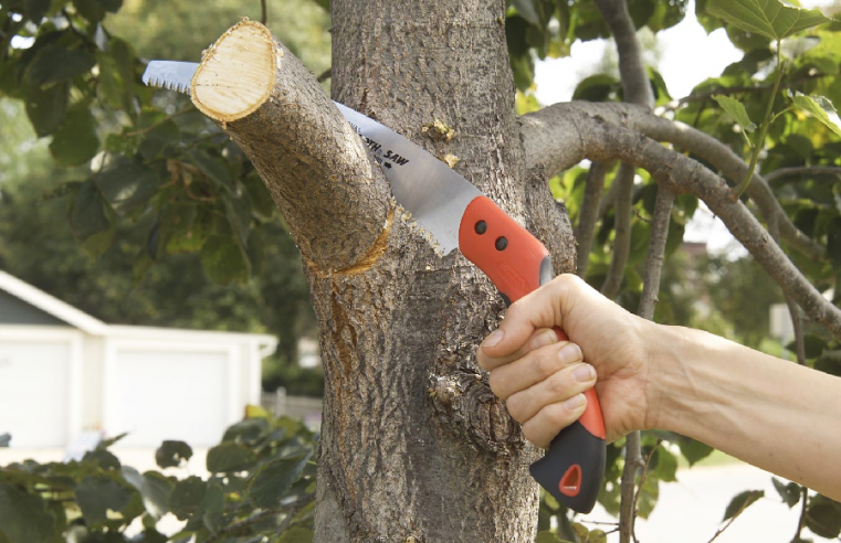 Things to Consider Before Cutting Your Tree