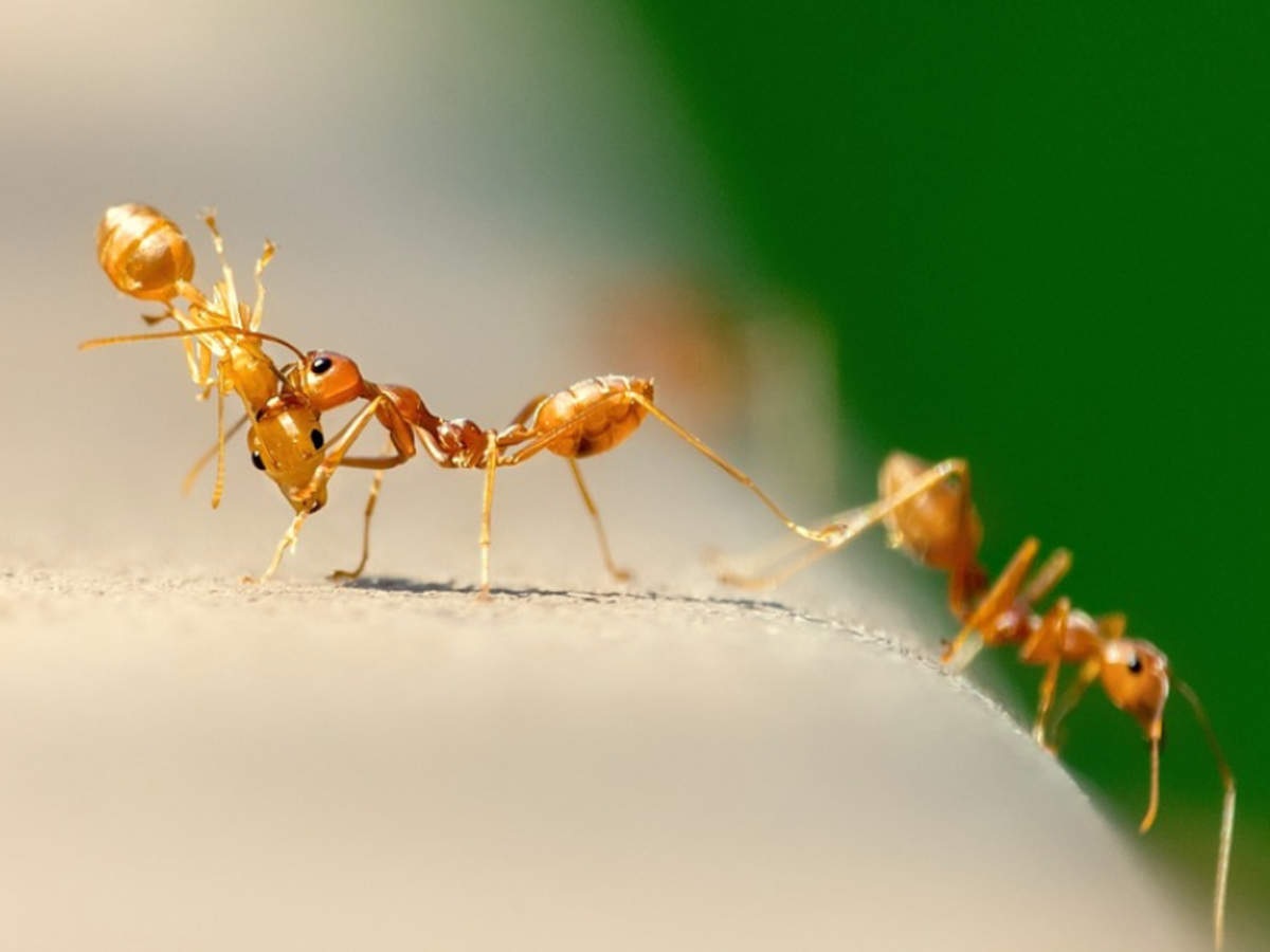 Sugar ants aren’t the passengers you want for your car   