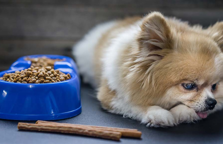 What Is Anorexia In Pets And What You Need To Do About It
