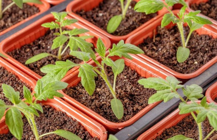 Understanding The Best Conditions For Seedlings