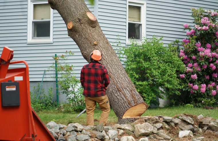 How much does it cost to cut down a large tree?