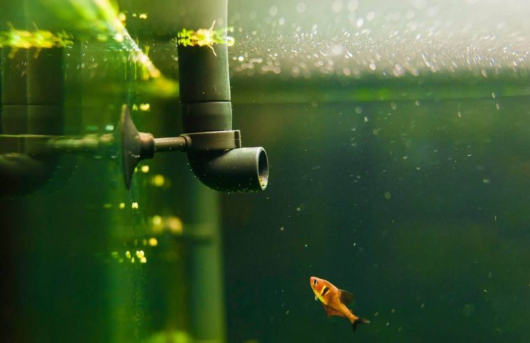 5 Key Features of Effective Submersible Aquarium Pump 
