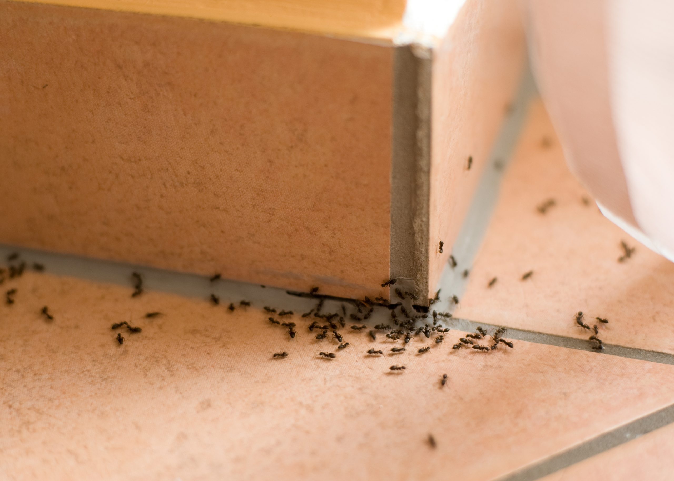 Getting rid of Ants