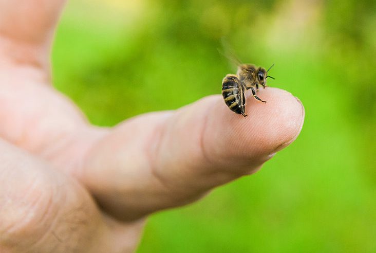 6 Effective Tricks On How To Get Rid Of Bees To Avoid Painful Bee Stings