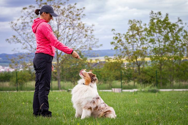 5 Rules for Choosing A Dog Trainer