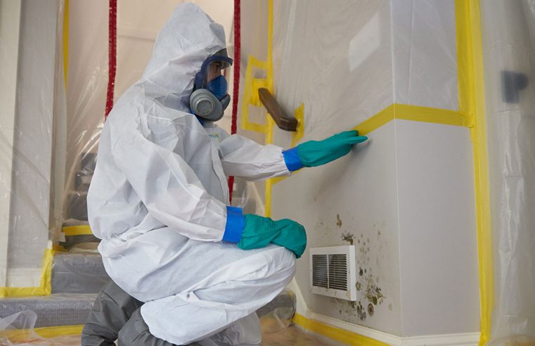 Three Things to Consider Before Hiring A Mold Removal Specialist in Houston, Texas