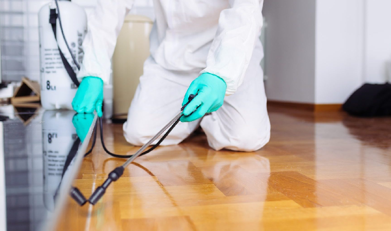 Pest Control Needs to Be Done at Your Home Regularly: Here’s Why