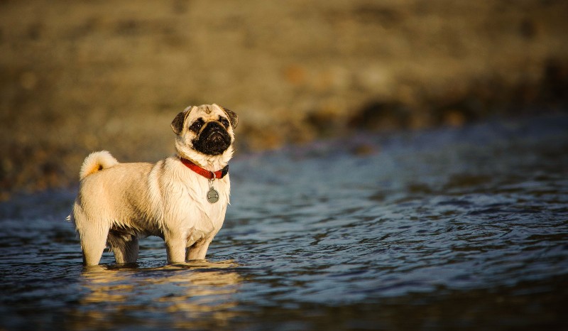Pugs that Swim in Water Have Difficulty Breathing, Know more in detail
