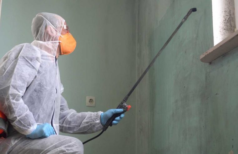 Benefits of Hiring a Mold Remediation Company in Sarasota