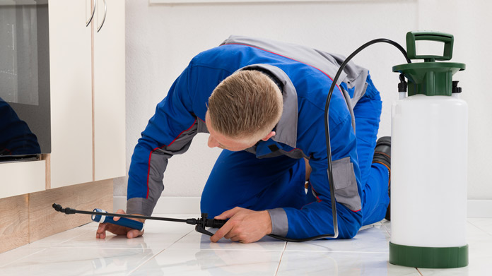 Is It Worth Hiring a Pest Control Service?