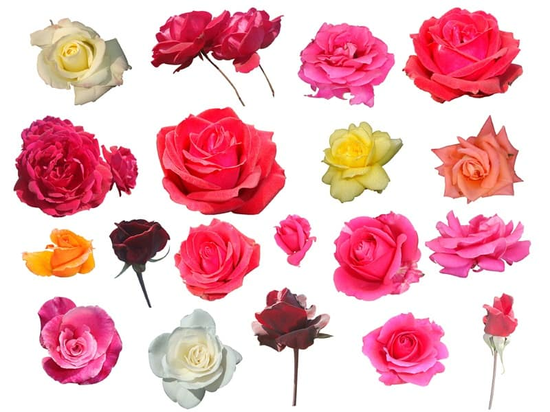 Different Types Of Flowers
