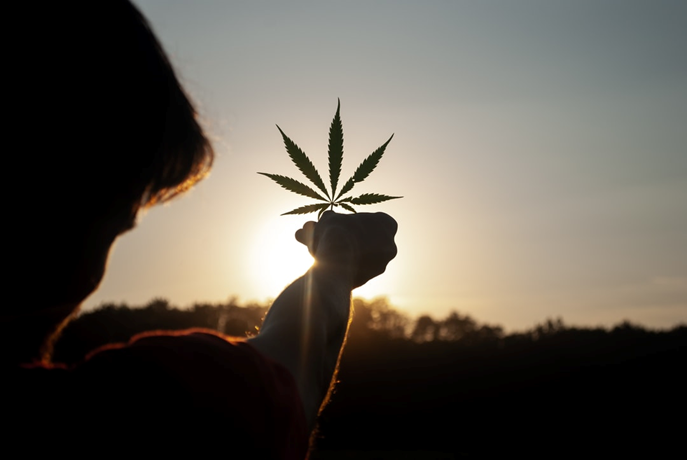 Marijuana 101: A Beginner’s Guide