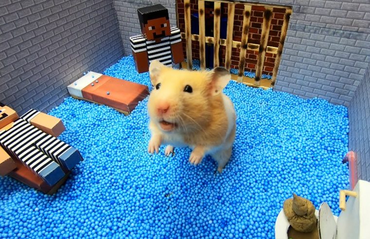 Need To Know About Hamster Escapes The Awesome Minecraft Maze.