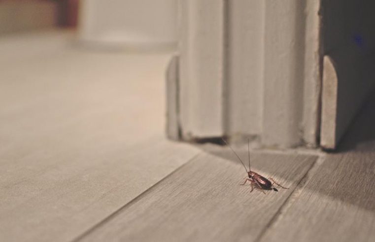 How Do Pests Enter Homes?