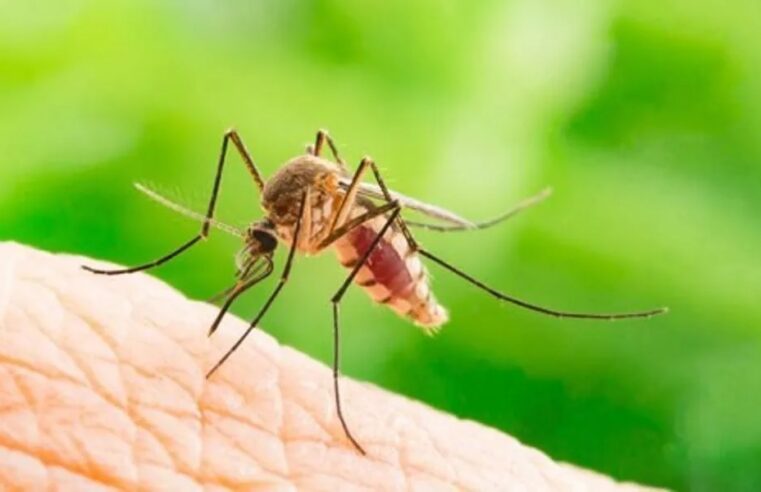 The Common Diseases Caused by Mosquitoes and Mosquito Control Options in Houston