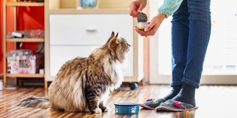 Buying Canned Food And Toppers for Cats and Dogs