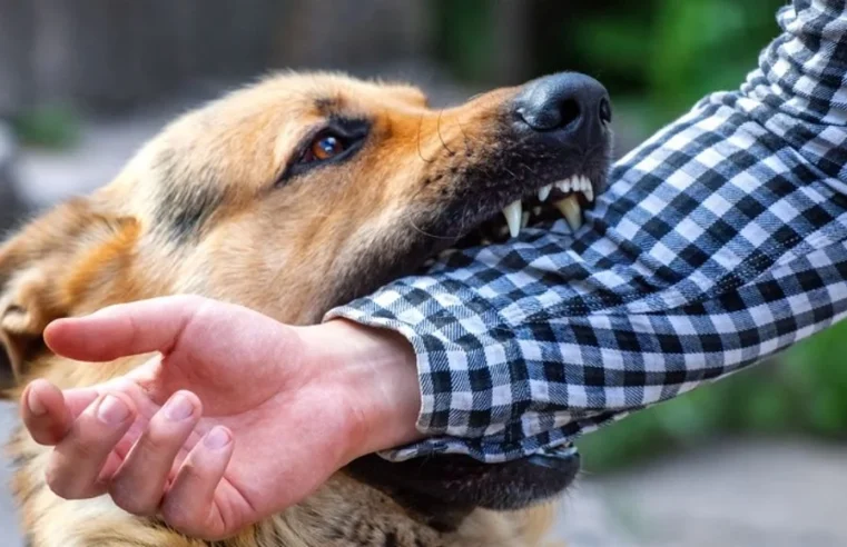 When To Seek Medical Attention After An Animal Bite