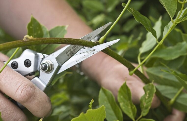 Tree Pruning Dos and Don’ts: 5 Common Mistakes to Avoid