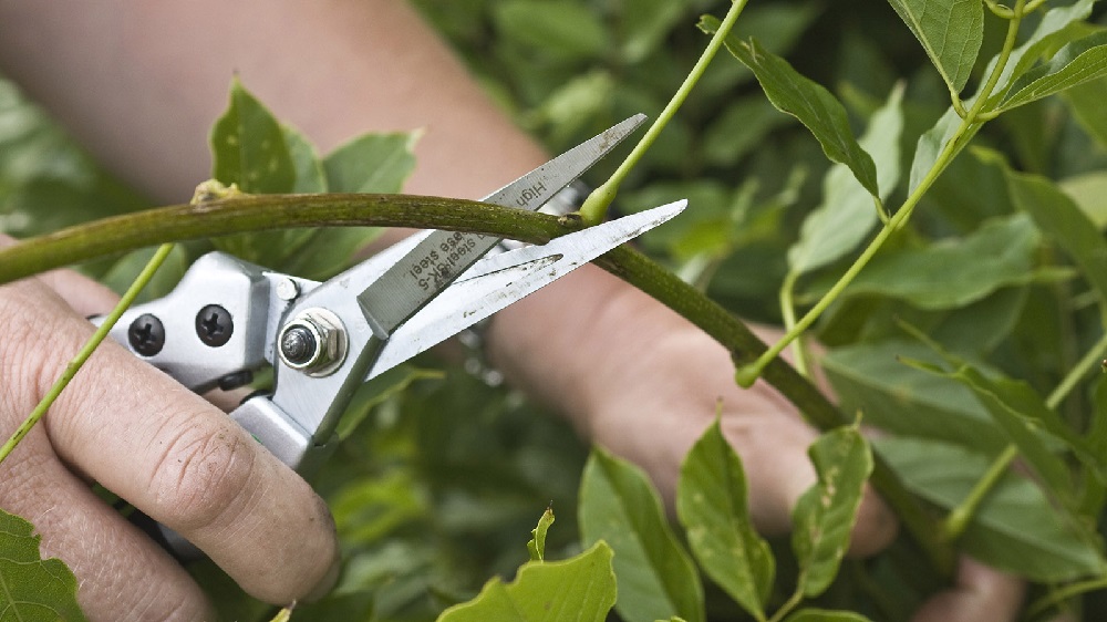Tree Pruning Dos and Don’ts: 5 Common Mistakes to Avoid
