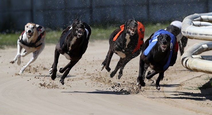 Understanding the Greyhounds Betting Exchange and How to Utilize It