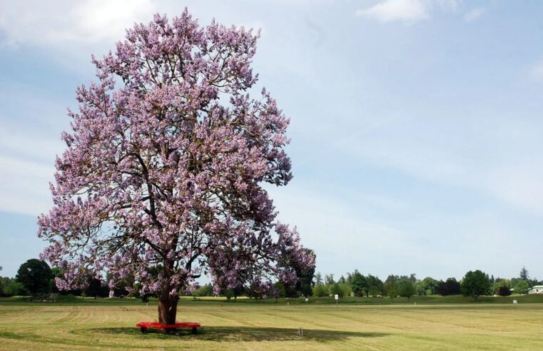 Paulownia Trees And Their Benefits – What Makes Them So Special 