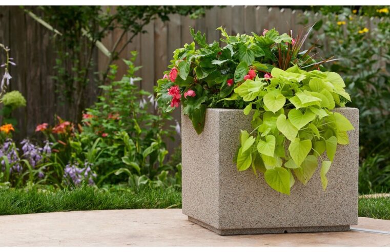 Shell Planters: Perfect Planter Bed For Cacti And Succulent Collection