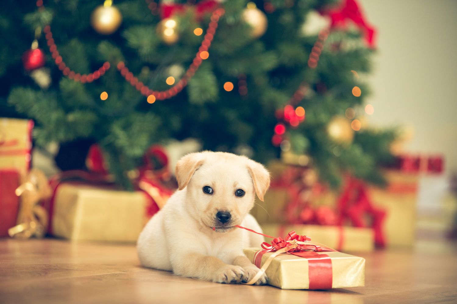 Gifting a Puppy: Ensuring You’re Ready for the Commitment