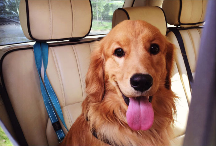 The 3 Hidden Benefits of Entrusting Your Pet’s Journey to Specialised Transportation Services