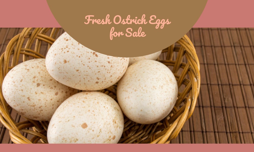Where to Buy Ostrich Eggs