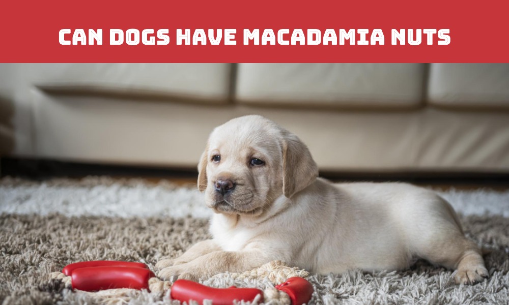 Can Dogs Have Macadamia Nuts