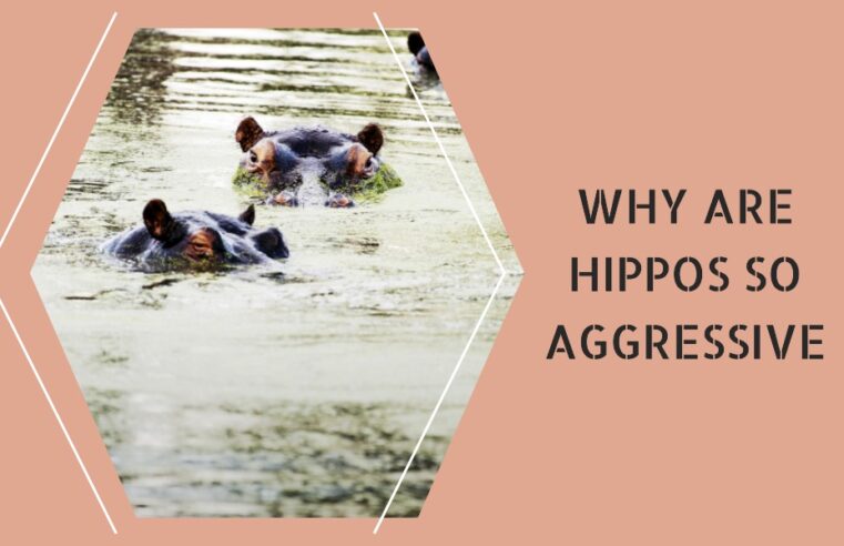 Why Are Hippos So Aggressive