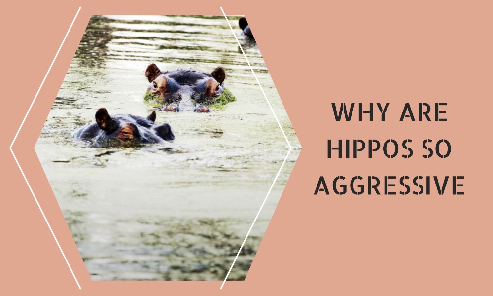 Why Are Hippos So Aggressive