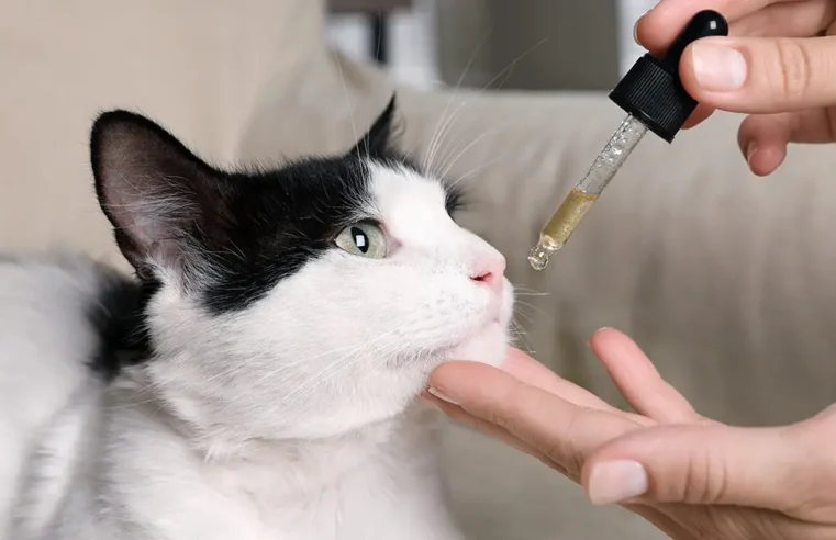 CBD for cats – What you need to know about this trendy supplement