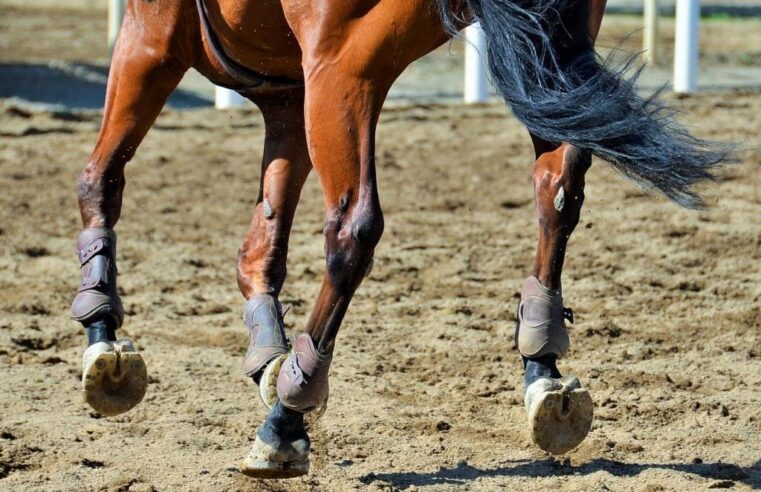 The Essential Role of Horse Boots in Competition