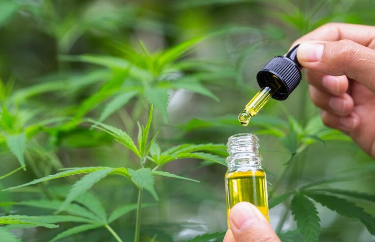 How to Select Quality CBD Oil